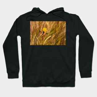 Dandelion and Barley Hoodie